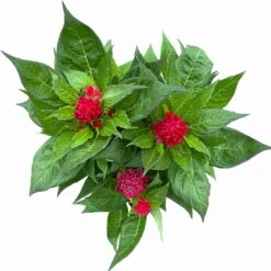 Celosia 'Kelos Fire Scarlet' Rot, Topf-Ø 17 Cm, 2er-Set -Madison Verkäufe 0610240079 Celosia argentea T17 2er Set dunkelrot Kelos Fire Scarlet 12 113669