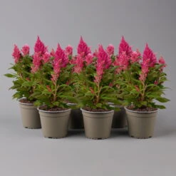 Celosia 'Kelos Fire Pink' Pink, Topf-Ø 12 Cm, 6er-Set -Madison Verkäufe 0610240086 Celosia argentea T12 6er Set pink Kelos fire Pink 1 123642