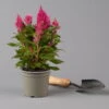 Celosia 'Kelos Fire Pink' Pink, Topf-Ø 12 Cm, 6er-Set 2 Celosia 'Kelos Fire Pink' Pink, Topf-Ø 12 Cm, 6er-Set -Madison Verkäufe 0610240086 Celosia argentea T12 6er Set pink Kelos fire Pink 123641 1