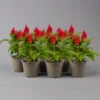 Celosia 'Kelos Fire Red' Rot, Topf-Ø 12 Cm, 6er-Set -Madison Verkäufe 0610240087 Celosia argentea T12 6er Set rot Kelos Fire Red 2 123649