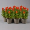 Celosia 'Kelos Fire Orange' Orange, Topf-Ø 12 Cm, 6er-Set -Madison Verkäufe 0610240088 Celosia argentea T12 6er Set orange Kelos Fire Orange 1 123646