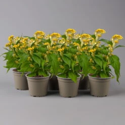 Celosia 'Hot Topic Yellow' Gelb, Topf-Ø 12 Cm, 6er-Set 10 Celosia 'Hot Topic Yellow' Gelb, Topf-Ø 12 Cm, 6er-Set -Madison Verkäufe 0610240090 Celosia argentea T12 6er Set Hot Topic Yellow 2 123656