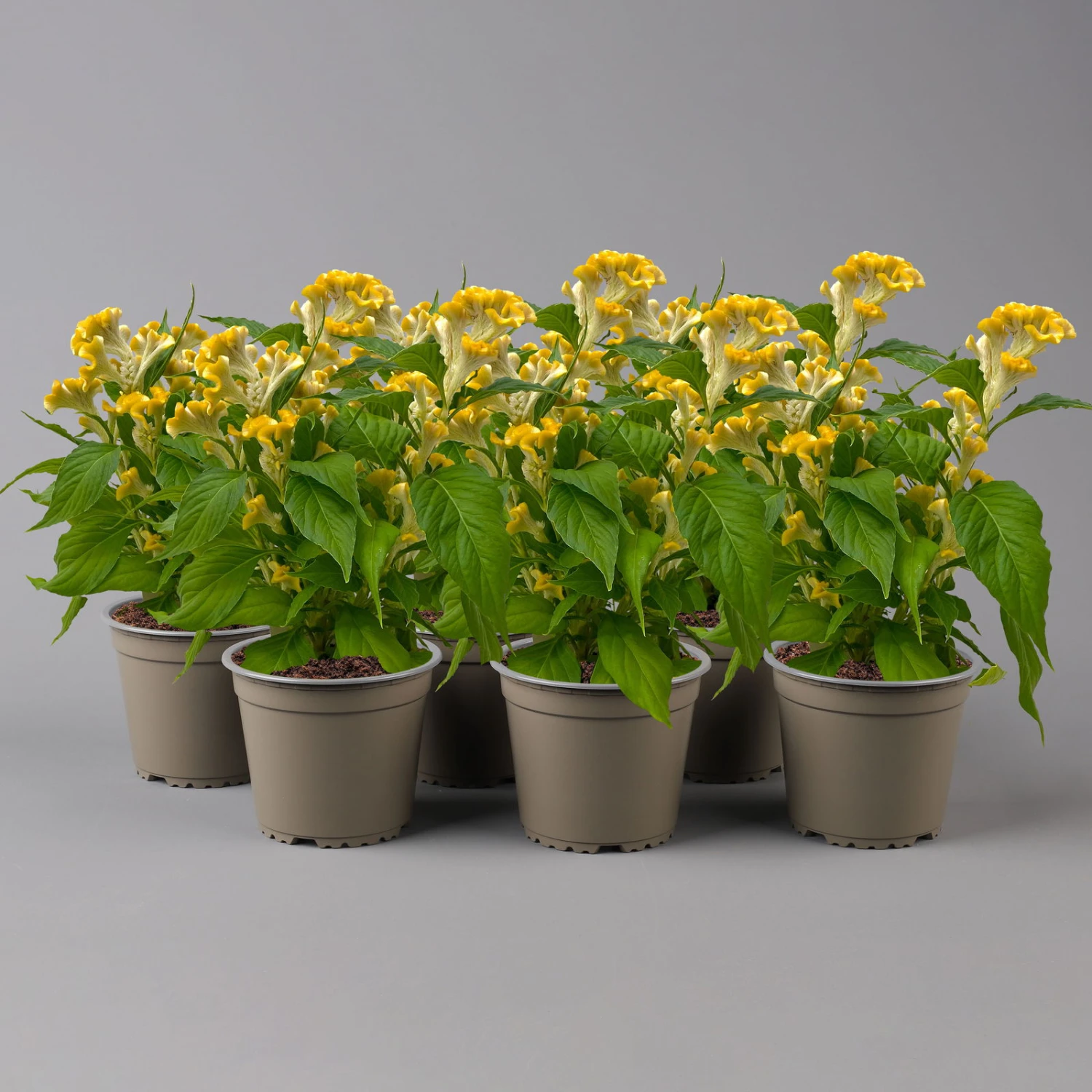 Celosia 'Hot Topic Yellow' Gelb, Topf-Ø 12 Cm, 6er-Set 4 Celosia 'Hot Topic Yellow' Gelb, Topf-Ø 12 Cm, 6er-Set – Bild 2