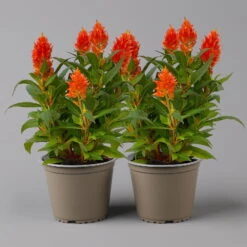 Celosia 'Kelos Fire Orange' Orange, Topf-Ø 17 Cm, 2er-Set -Madison Verkäufe 0610240093 Celosia argentea T17 2er Set orange Kelos Fire Orange 1 123648