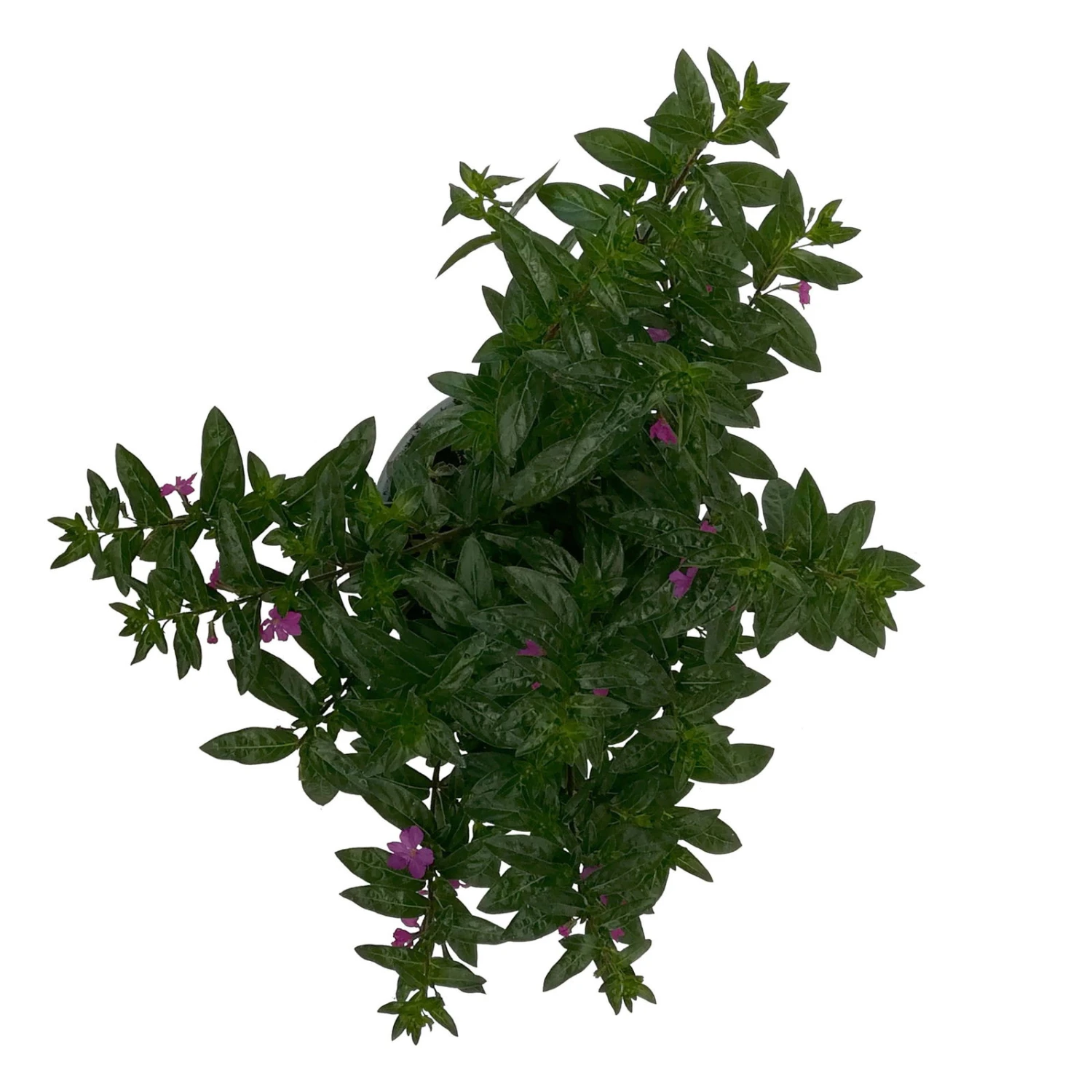 Japanische Scheinmyrte Lila/rosa, Topf-Ø 11 Cm, 6er-Set 6 Japanische Scheinmyrte Lila/rosa, Topf-Ø 11 Cm, 6er-Set – Bild 4