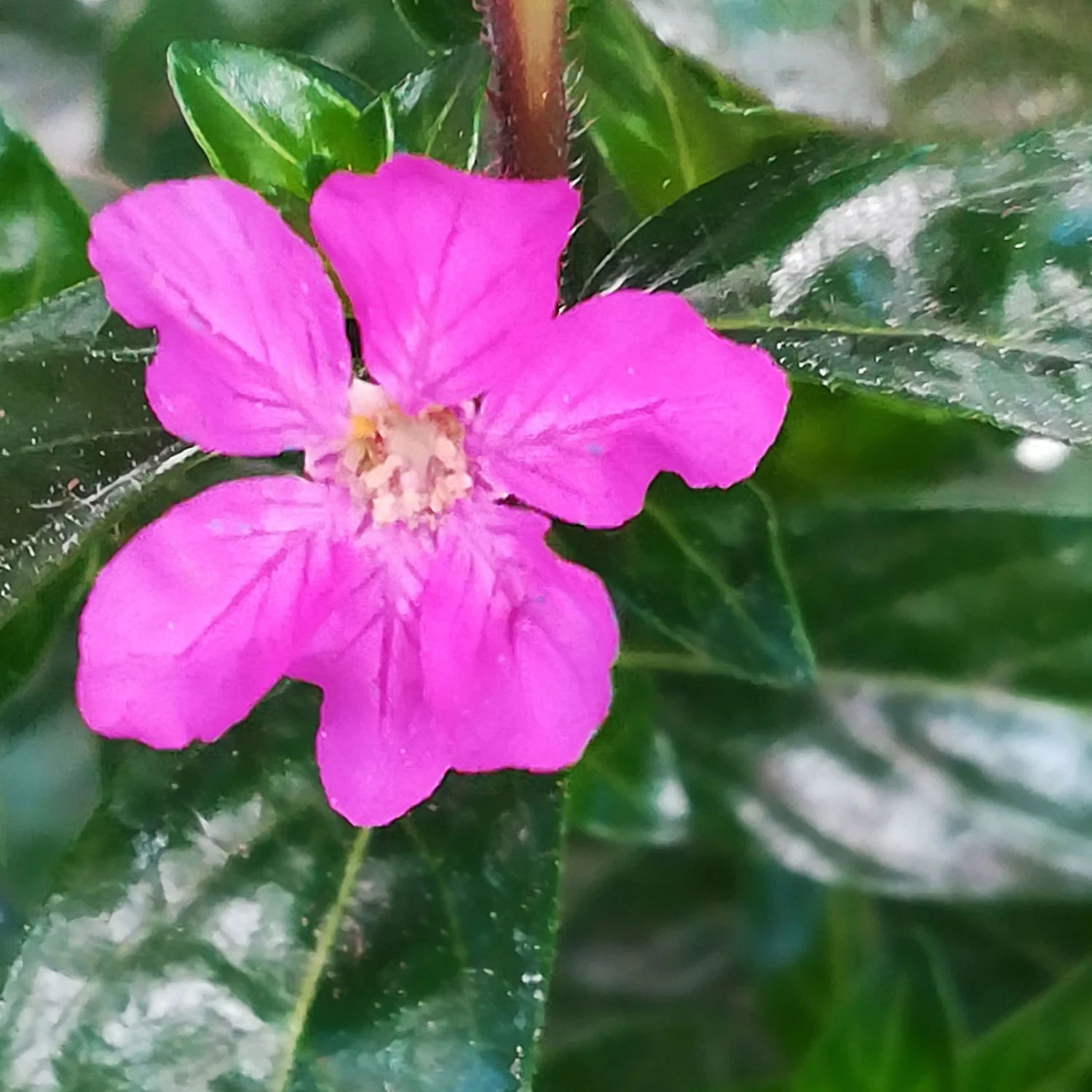 Japanische Scheinmyrte Lila/rosa, Topf-Ø 11 Cm, 6er-Set 5 Japanische Scheinmyrte Lila/rosa, Topf-Ø 11 Cm, 6er-Set – Bild 3