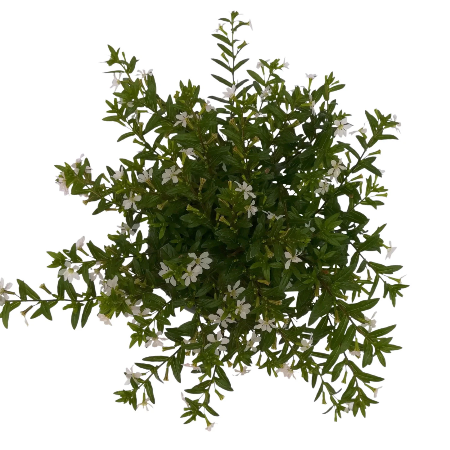 Japanische Scheinmyrte, 6er-Set, Cuphea Hyssopifolia, Weiß, Topf 11 Cm Ø 7 Japanische Scheinmyrte, 6er-Set, Cuphea Hyssopifolia, Weiß, Topf 11 Cm Ø – Bild 5