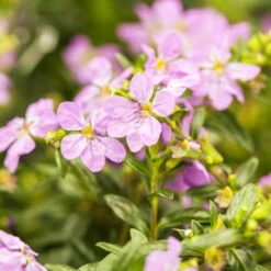 Japanische Scheinmyrte, Farben Zufällig, Topf-Ø 17 Cm, 2er-Set -Madison Verkäufe 0610260039 Cuphea hyssopifolia Bluetenbilder 1 93707
