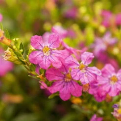 Japanische Scheinmyrte, Farben Zufällig, Topf-Ø 17 Cm, 2er-Set -Madison Verkäufe 0610260039 Cuphea hyssopifolia Bluetenbilder 2 93708