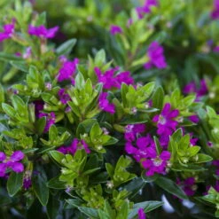 Japanische Scheinmyrte, Farben Zufällig, Topf-Ø 17 Cm, 2er-Set -Madison Verkäufe 0610260039 Cuphea hyssopifolia Bluetenbilder 3 93709