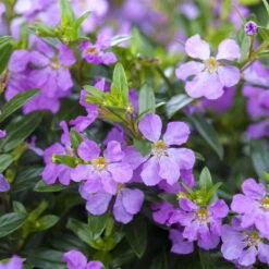 Japanische Scheinmyrte, Farben Zufällig, Topf-Ø 17 Cm, 2er-Set -Madison Verkäufe 0610260039 Cuphea hyssopifolia Bluetenbilder 4 93706