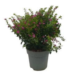 Japanische Scheinmyrte, Farben Zufällig, Topf-Ø 17 Cm, 2er-Set -Madison Verkäufe 0610260039 Cuphea hyssopifolia T17 Rosa Lila Rottoene 2er Set WS 11 93792