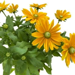 Sonnenhut, Sorte Nach Verfügbarkeit, Topf-Ø 21 Cm -Madison Verkäufe 0610360017 0610360016 Rudbeckia T21 gelb 3 111963