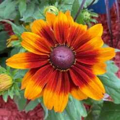 Sonnenhut, Sorte Nach Verfügbarkeit, Topf-Ø 21 Cm -Madison Verkäufe 0610360017 0610360022 Rudbeckia T21 orange braun 2 111918