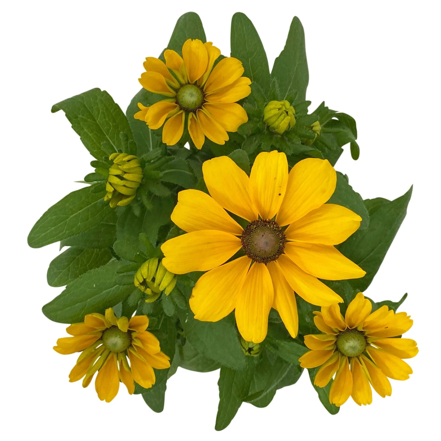 Sonnenhut 'Toto®', Topf-Ø 13, 6er-Set 9 Sonnenhut 'Toto®', Topf-Ø 13, 6er-Set – Bild 7