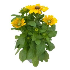 Sonnenhut 'Toto®', Topf-Ø 13, 6er-Set 20 Sonnenhut 'Toto®', Topf-Ø 13, 6er-Set -Madison Verkäufe 0610360035 Rudbeckia hirta Toto 6er Set 17 112690