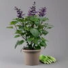 Pfirsichsalbei Purpurlila, Topf-Ø 21 Cm, Höhe Ca. 40 Cm -Madison Verkäufe 0610370085 Salvia T21 purple H 40 cm 1 125916