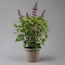 Pfirsichsalbei 'Strawberry Lake' Pink, Topf-Ø 21 Cm, Höhe Ca. 40 Cm -Madison Verkäufe 0610370086 Salvia T21 Strawberry Lake H 40cm 2 125990