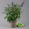 Pfirsichsalbei Blau, Topf-Ø 21 Cm, Höhe Ca. 40 Cm -Madison Verkäufe 0610370087 Salvia T21 Blue H40cm 1 125991