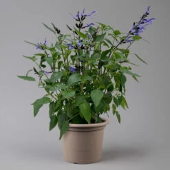 Pfirsichsalbei Blau, Topf-Ø 21 Cm, Höhe Ca. 40 Cm -Madison Verkäufe 0610370087 Salvia T21 Blue H40cm 2 125992