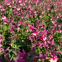 Pfirsichsalbei Zweifarbig, Topf-Ø 13 Cm, Höhe Ca. 25 Cm, 6er-Set -Madison Verkäufe 0610370095 Salvia greggii T13 zweifarbig H25 6er Set 2 125732