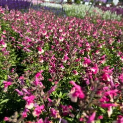 Pfirsichsalbei Zweifarbig, Topf-Ø 13 Cm, Höhe Ca. 25 Cm, 6er-Set -Madison Verkäufe 0610370095 Salvia greggii T13 zweifarbig H25 6er Set 3 125733