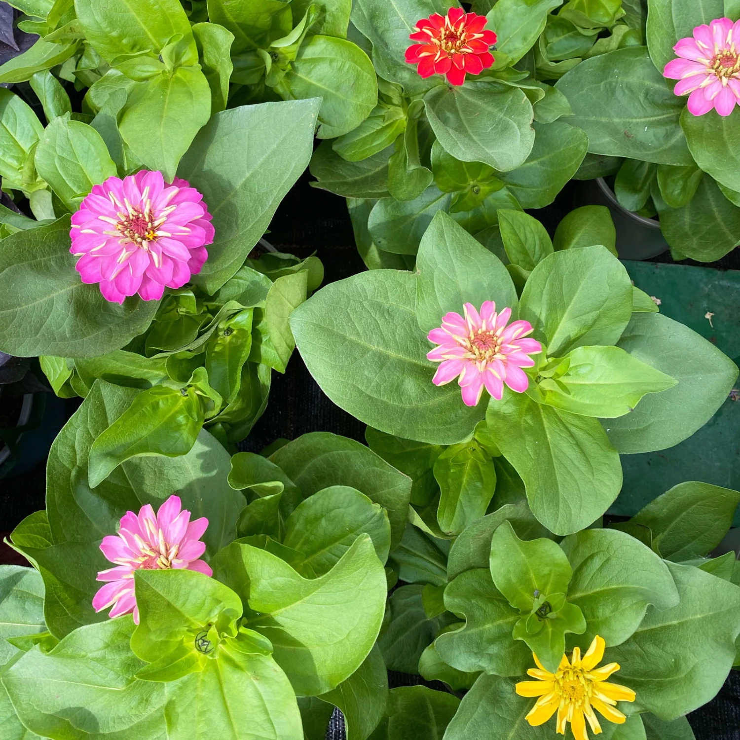 Zinnie, Farbe Nach Verfügbarkeit, Topf-Ø 12 Cm, 6er-Set 4 Zinnie, Farbe Nach Verfügbarkeit, Topf-Ø 12 Cm, 6er-Set – Bild 2