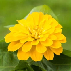 Zinnie, Farbe Nach Verfügbarkeit, Topf-Ø 12 Cm, 6er-Set 24 Zinnie, Farbe Nach Verfügbarkeit, Topf-Ø 12 Cm, 6er-Set -Madison Verkäufe 0610420116 Zinnia elegans T12 Farbe nach Verfuegbarkeit 6er Set 1 111755