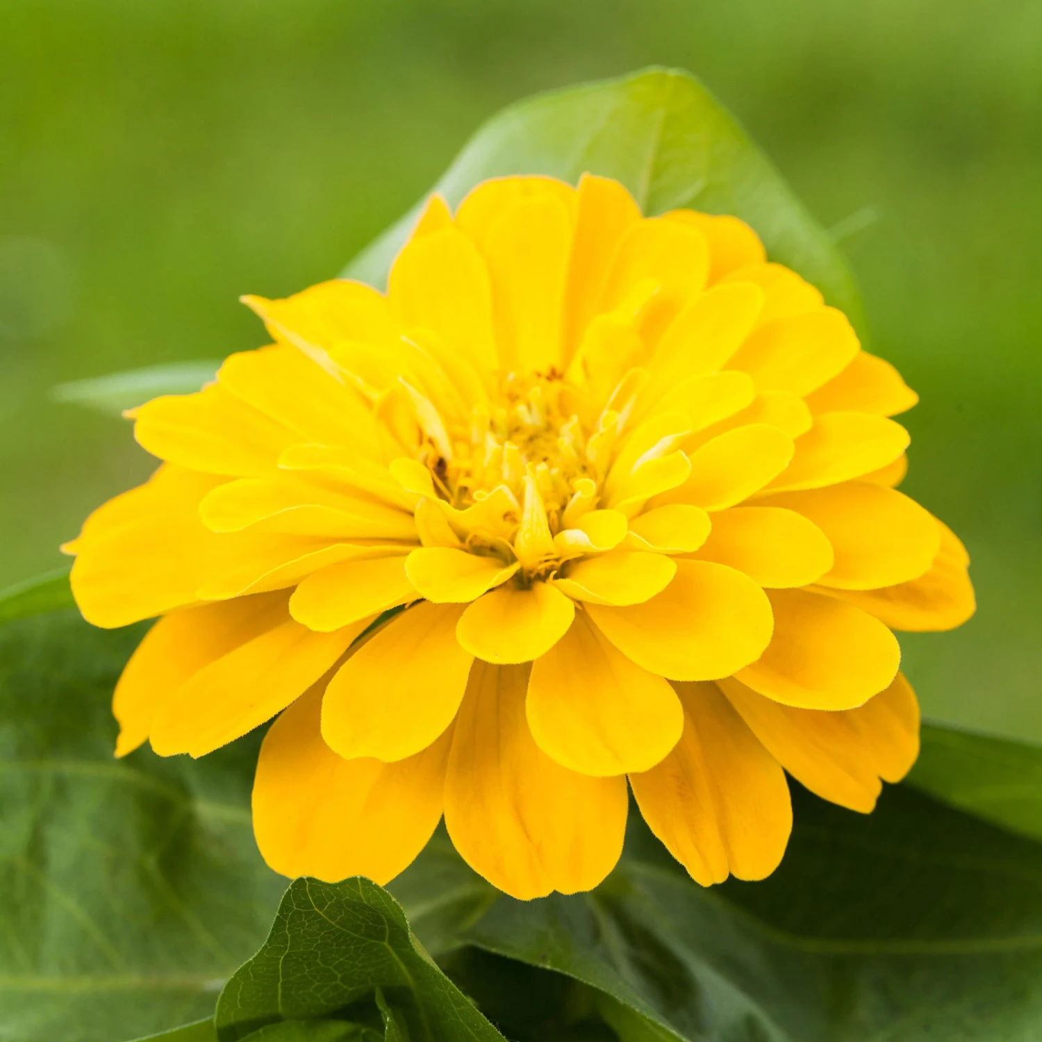 Zinnie, Farbe Nach Verfügbarkeit, Topf-Ø 12 Cm, 6er-Set 5 Zinnie, Farbe Nach Verfügbarkeit, Topf-Ø 12 Cm, 6er-Set – Bild 3