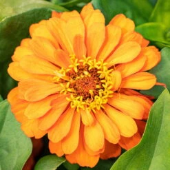 Zinnie, Farbe Nach Verfügbarkeit, Topf-Ø 12 Cm, 6er-Set 25 Zinnie, Farbe Nach Verfügbarkeit, Topf-Ø 12 Cm, 6er-Set -Madison Verkäufe 0610420116 Zinnia elegans T12 Farbe nach Verfuegbarkeit 6er Set 2 111756