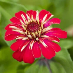 Zinnie, Farbe Nach Verfügbarkeit, Topf-Ø 12 Cm, 6er-Set 26 Zinnie, Farbe Nach Verfügbarkeit, Topf-Ø 12 Cm, 6er-Set -Madison Verkäufe 0610420116 Zinnia elegans T12 Farbe nach Verfuegbarkeit 6er Set 3 111757