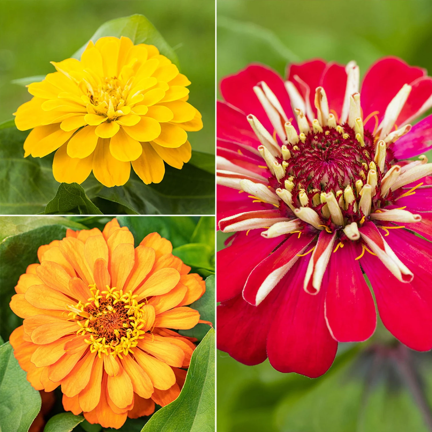 Zinnie, Farbe Nach Verfügbarkeit, Topf-Ø 12 Cm, 6er-Set 3 Zinnie, Farbe Nach Verfügbarkeit, Topf-Ø 12 Cm, 6er-Set
