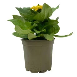 Zinnie, Farbe Nach Verfügbarkeit, Topf-Ø 12 Cm, 6er-Set 41 Zinnie, Farbe Nach Verfügbarkeit, Topf-Ø 12 Cm, 6er-Set -Madison Verkäufe 0610420116 Zinnia elegans gelb 6er Set 2 112822