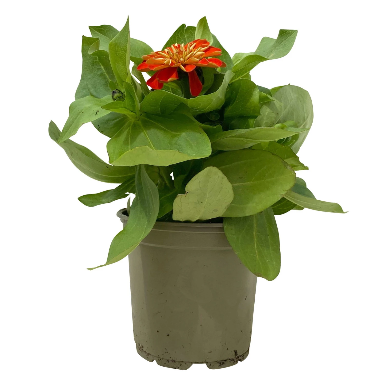 Zinnie, Farbe Nach Verfügbarkeit, Topf-Ø 12 Cm, 6er-Set 17 Zinnie, Farbe Nach Verfügbarkeit, Topf-Ø 12 Cm, 6er-Set – Bild 15