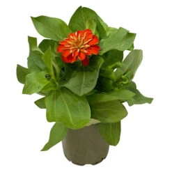 Zinnie, Farbe Nach Verfügbarkeit, Topf-Ø 12 Cm, 6er-Set 37 Zinnie, Farbe Nach Verfügbarkeit, Topf-Ø 12 Cm, 6er-Set -Madison Verkäufe 0610420116 Zinnia elegans orange 6er Set 3 112820