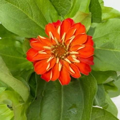 Zinnie, Farbe Nach Verfügbarkeit, Topf-Ø 12 Cm, 6er-Set 40 Zinnie, Farbe Nach Verfügbarkeit, Topf-Ø 12 Cm, 6er-Set -Madison Verkäufe 0610420116 Zinnia elegans orange 6er Set 4 112724