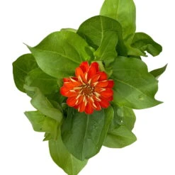 Zinnie, Farbe Nach Verfügbarkeit, Topf-Ø 12 Cm, 6er-Set 38 Zinnie, Farbe Nach Verfügbarkeit, Topf-Ø 12 Cm, 6er-Set -Madison Verkäufe 0610420116 Zinnia elegans orange 6er Set 5 112821