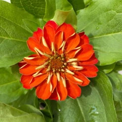 Zinnie, Farbe Nach Verfügbarkeit, Topf-Ø 12 Cm, 6er-Set 39 Zinnie, Farbe Nach Verfügbarkeit, Topf-Ø 12 Cm, 6er-Set -Madison Verkäufe 0610420116 Zinnia elegans orange 6er Set 6 112723