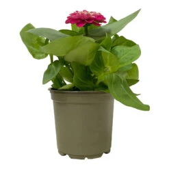 Zinnie, Farbe Nach Verfügbarkeit, Topf-Ø 12 Cm, 6er-Set 31 Zinnie, Farbe Nach Verfügbarkeit, Topf-Ø 12 Cm, 6er-Set -Madison Verkäufe 0610420116 Zinnia elegans pink 6er Set 4 112816