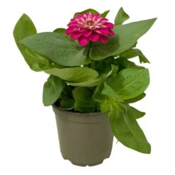 Zinnie, Farbe Nach Verfügbarkeit, Topf-Ø 12 Cm, 6er-Set 32 Zinnie, Farbe Nach Verfügbarkeit, Topf-Ø 12 Cm, 6er-Set -Madison Verkäufe 0610420116 Zinnia elegans pink 6er Set 5 112817