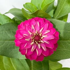 Zinnie, Farbe Nach Verfügbarkeit, Topf-Ø 12 Cm, 6er-Set 35 Zinnie, Farbe Nach Verfügbarkeit, Topf-Ø 12 Cm, 6er-Set -Madison Verkäufe 0610420116 Zinnia elegans pink 6er Set 6 112722