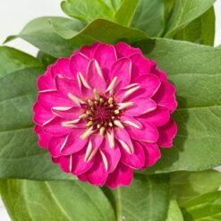 Zinnie, Farbe Nach Verfügbarkeit, Topf-Ø 12 Cm, 6er-Set 34 Zinnie, Farbe Nach Verfügbarkeit, Topf-Ø 12 Cm, 6er-Set -Madison Verkäufe 0610420116 Zinnia elegans pink 6er Set 8 112721