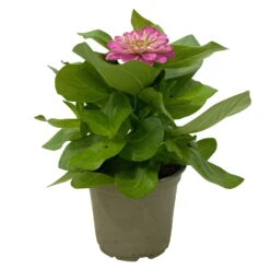 Zinnie, Farbe Nach Verfügbarkeit, Topf-Ø 12 Cm, 6er-Set 27 Zinnie, Farbe Nach Verfügbarkeit, Topf-Ø 12 Cm, 6er-Set -Madison Verkäufe 0610420116 Zinnia elegans rosa 6er Set 3 112813