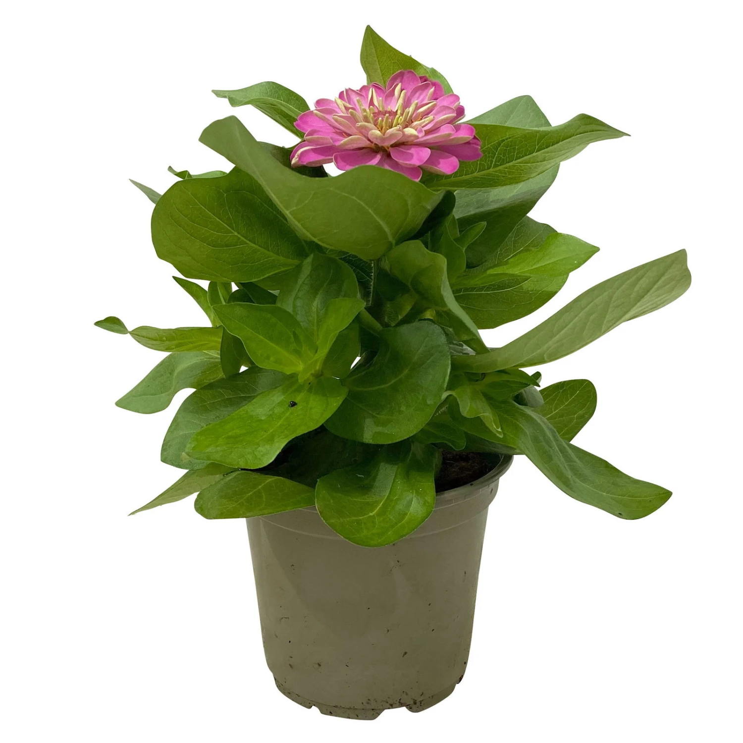 Zinnie, Farbe Nach Verfügbarkeit, Topf-Ø 12 Cm, 6er-Set 8 Zinnie, Farbe Nach Verfügbarkeit, Topf-Ø 12 Cm, 6er-Set – Bild 6