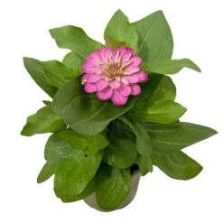 Zinnie, Farbe Nach Verfügbarkeit, Topf-Ø 12 Cm, 6er-Set 28 Zinnie, Farbe Nach Verfügbarkeit, Topf-Ø 12 Cm, 6er-Set -Madison Verkäufe 0610420116 Zinnia elegans rosa 6er Set 4 112814
