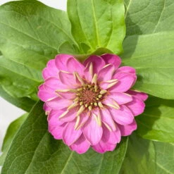 Zinnie, Farbe Nach Verfügbarkeit, Topf-Ø 12 Cm, 6er-Set 30 Zinnie, Farbe Nach Verfügbarkeit, Topf-Ø 12 Cm, 6er-Set -Madison Verkäufe 0610420116 Zinnia elegans rosa 6er Set 6 112720