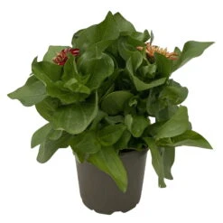 Zinnie 'Trio' Bunt, Mix Nach Verfügbarkeit, Topf-Ø 12 Cm, 6er-Set 13 Zinnie 'Trio' Bunt, Mix Nach Verfügbarkeit, Topf-Ø 12 Cm, 6er-Set -Madison Verkäufe 0610420117 Zinnia elegans Trio T13 nach Verfuegbarkeit 6er Set 6 112499