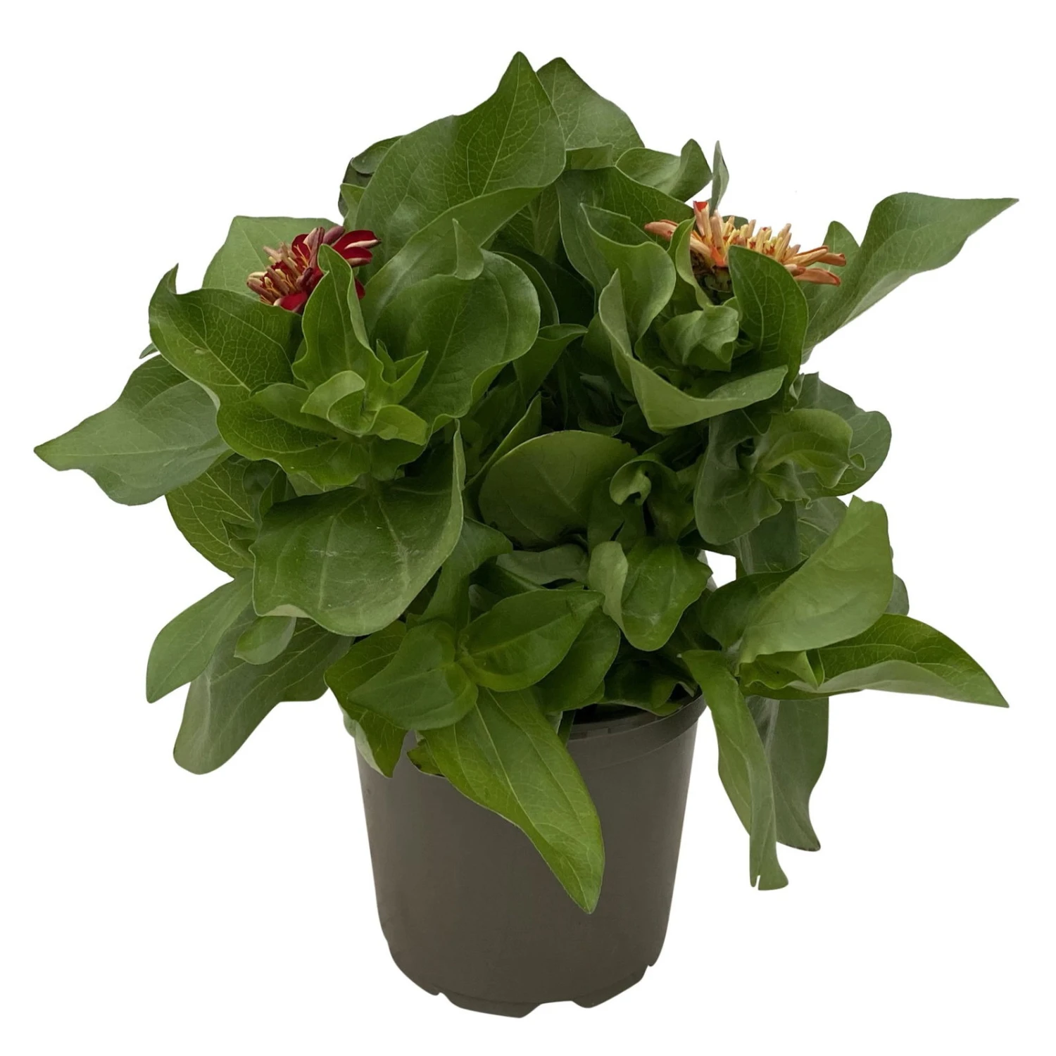 Zinnie 'Trio' Bunt, Mix Nach Verfügbarkeit, Topf-Ø 12 Cm, 6er-Set 6 Zinnie 'Trio' Bunt, Mix Nach Verfügbarkeit, Topf-Ø 12 Cm, 6er-Set – Bild 4