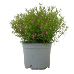Schleierkraut Rosa, Topf-Ø 12/13 Cm -Madison Verkäufe 0610710079 Gypsophila muralis rosa 6er Set 1 112732