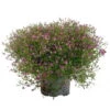 Schleierkraut Rosa, Topf-Ø 12/13 Cm -Madison Verkäufe 0610710079 Gypsophila muralis rosa 6er Set 2 112730